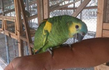 Amazona Aestiva